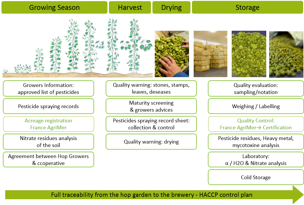  Process of the Counter Hop of the plantation to the transformation of Hops of Alsace